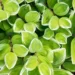 roka limon