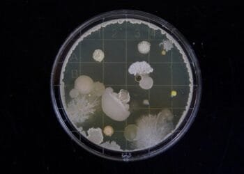 İnsan Belgeseli Fikir