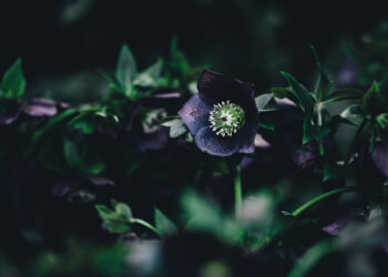 Bir Kadını Sevecekseniz Böyle Sevin