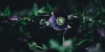 Bir Kadını Sevecekseniz Böyle Sevin