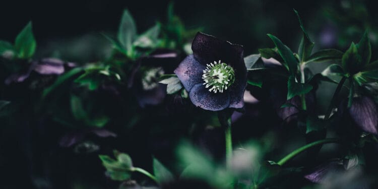 Bir Kadını Sevecekseniz Böyle Sevin