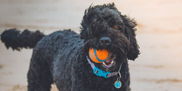 Blind Dog