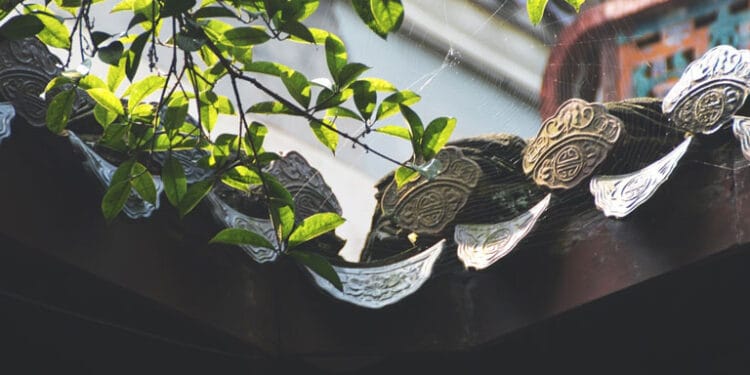 Almış Bizi Saçaklarına