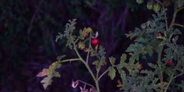 Nightshade