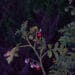 nightshade